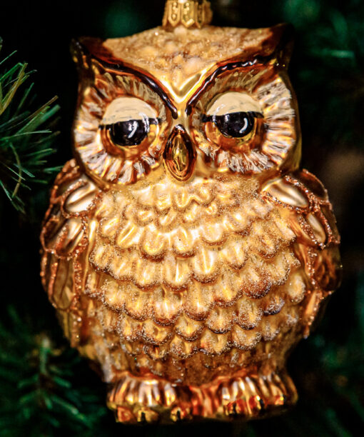 Wise owl golden  1k0a6053