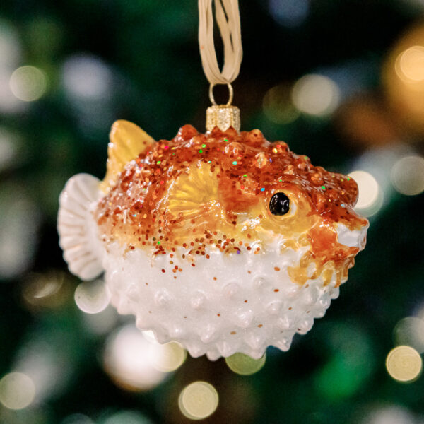 Puffer fish 1k0a6162