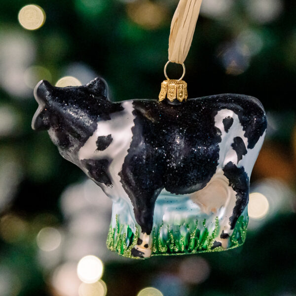 Cow 1k0a6168