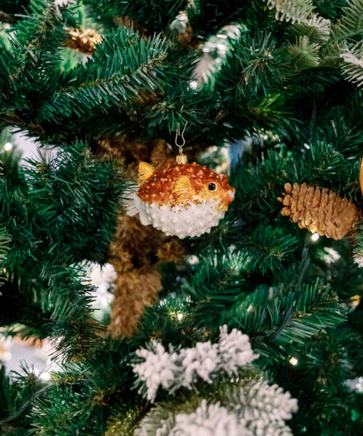 Puffer fish 1k0a6211