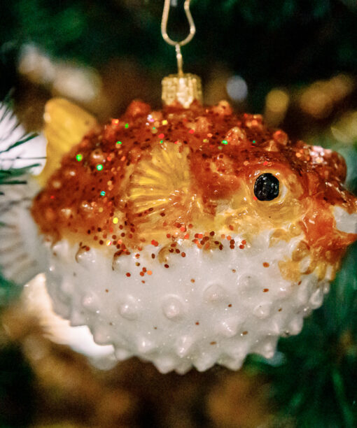 Puffer fish  1k0a6212