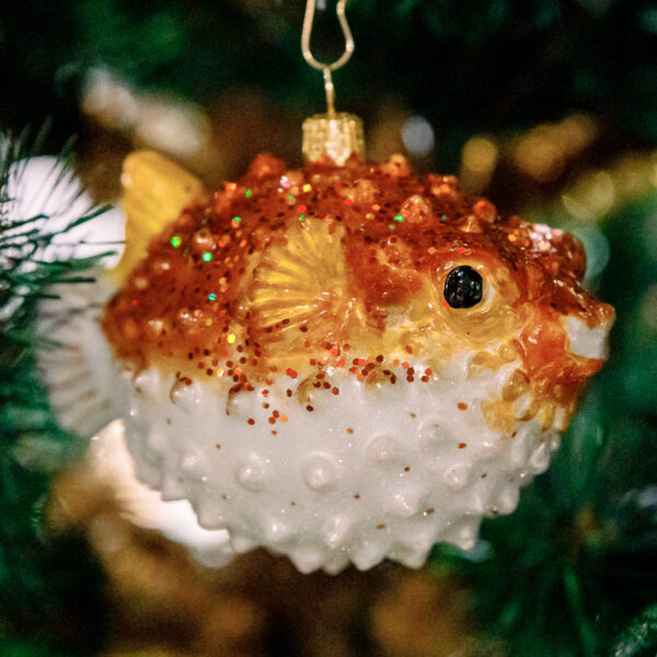 Puffer fish 1k0a6212
