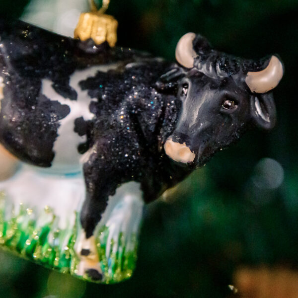 Cow 1k0a6232