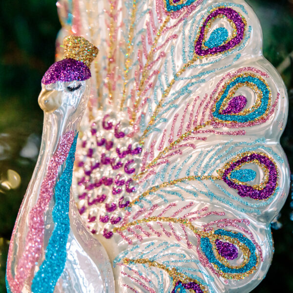 White-purple peacock 1k0a6595