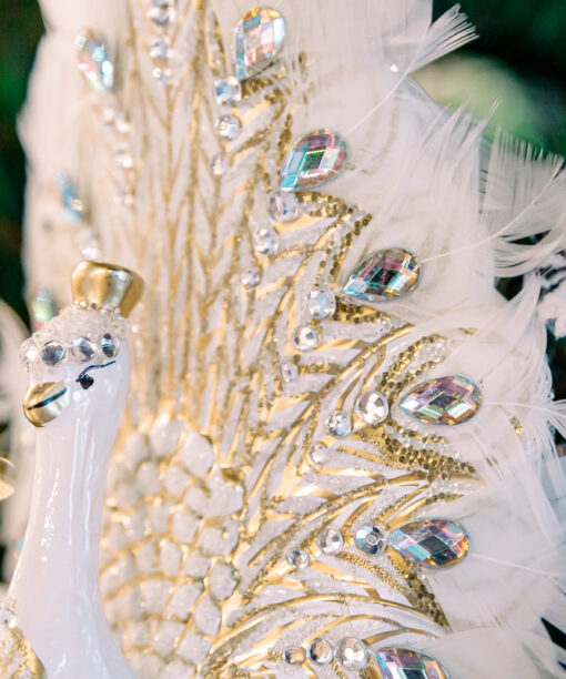 White peacock with feathers  1k0a6604