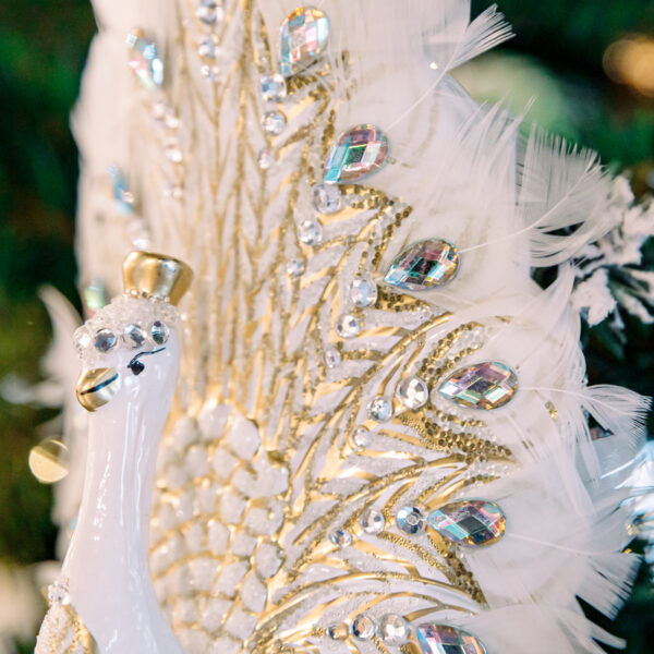 White peacock with feathers 1k0a6604