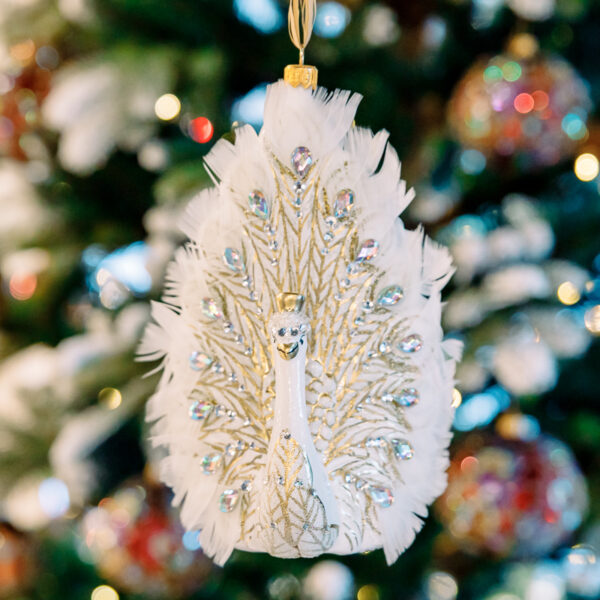 White peacock with feathers 1k0a6728