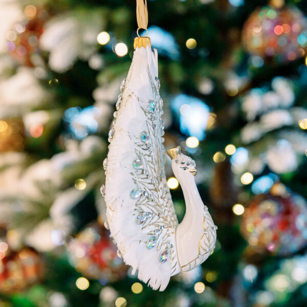 White peacock with feathers 1k0a6730