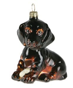 Dogs Komozja - Dachshund Rasco  3852k00 hr 768x768 1